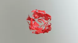 Rose Aug 30-2017 360 Macro Vol Merge B