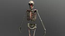 Skeleton Model