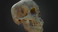 Skull 01 (version 1)