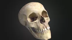 Skull 02 (version 1)