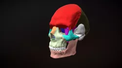 Skull color / Craneo color