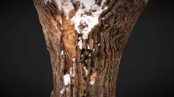 tree trunk
