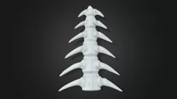Vertebrae