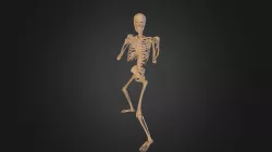 29human-skeleton