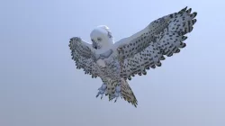 A snowy owl