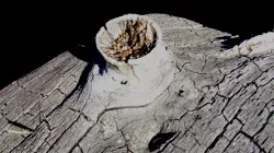 Branchonlog