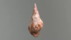 Charonia variegata
