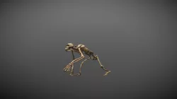Chimp Skeleton Walking Pose (Exploded Animation)