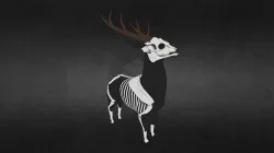 Deer Skeleton
