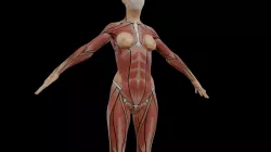 Female Muscles Reference