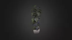 Ficus elastica