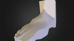 Foot