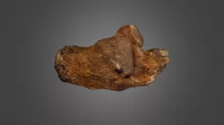 Human heel bone (calcaneus)