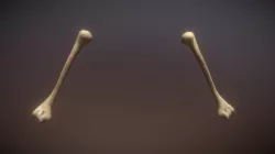 Humerus