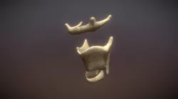 Hyoid