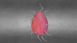 Jay Doogan - Sperm Egg