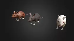 Mouse