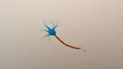 Neuro-fbx FBX Fbx