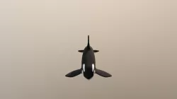 Orca
