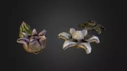Palehex