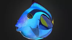 Paracanthurus Hepatus Rigged