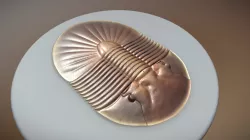 Planiscutellum planum planum