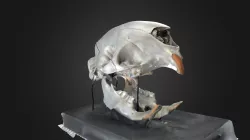 Porcupine Skull