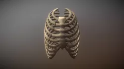 Rib Cage