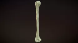 Right Humerus - Arm Bone