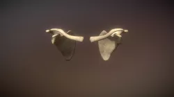 Shoulder