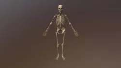 Skeleton