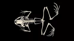 Skeleton of Astrobatrachus kurichiyana