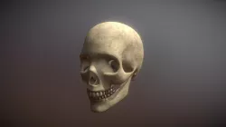 Skull