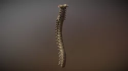 Spine