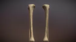Tibia & Fibula