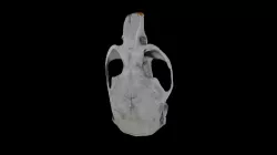 Vole Skull from Barn Owl Pellet