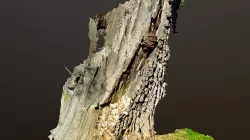 White Rot