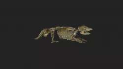 Armadillo