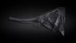 ct model