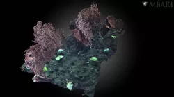 Deep Sea Coral group at Sur Ridge