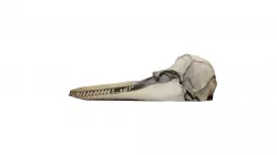 Dolphin 3D Model