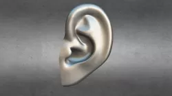 Ear - Delicate
