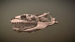 Eunectes murinus UF84822 Skull