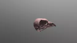 Eurasian Eagle Owl Skull