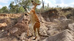 Extinct Giant Kangaroo comes alive!