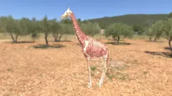 Giraffe