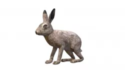 Hare Male