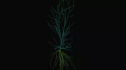 Hippocampus CA1 Pyramidal Cell