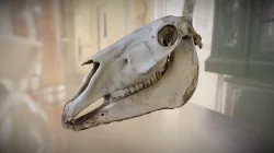 Horse skull, Jane Wildgoose Memorial Library