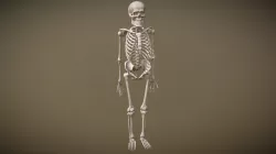 Human Skeleton